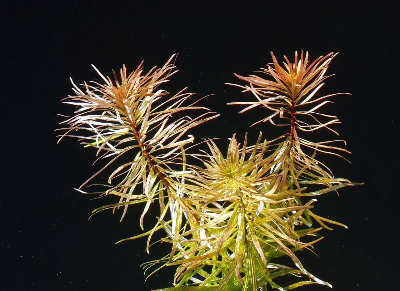 Rotala wallichii, Aquarienpflanze, rötlich-grüne Blätter, filigran, beliebt, 1 Bund, ideal für Aquarien, dekorativ.