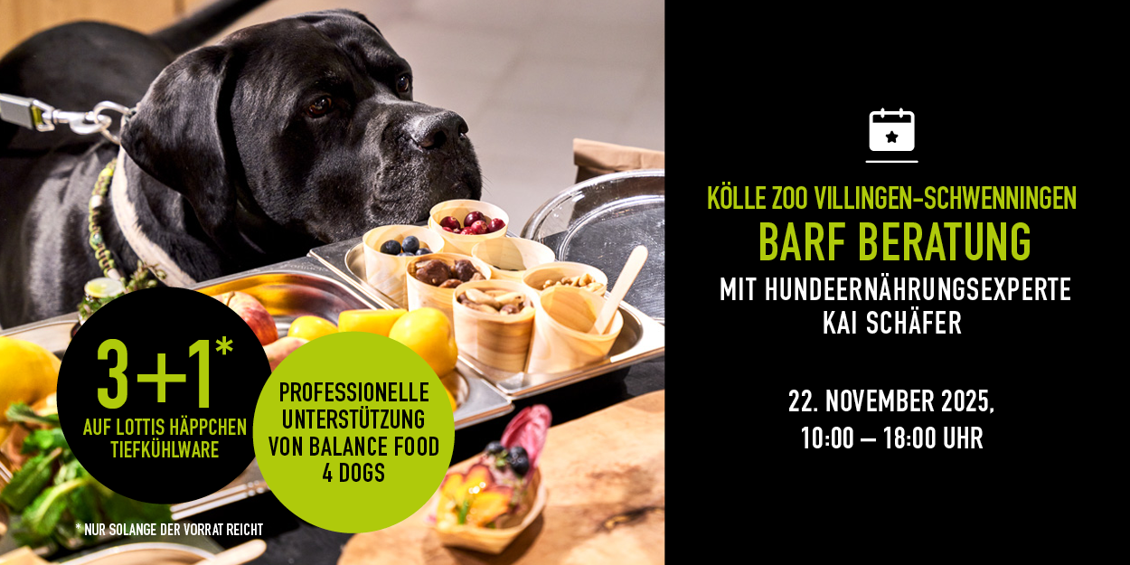 Hund schnuppert an BARF-Proben