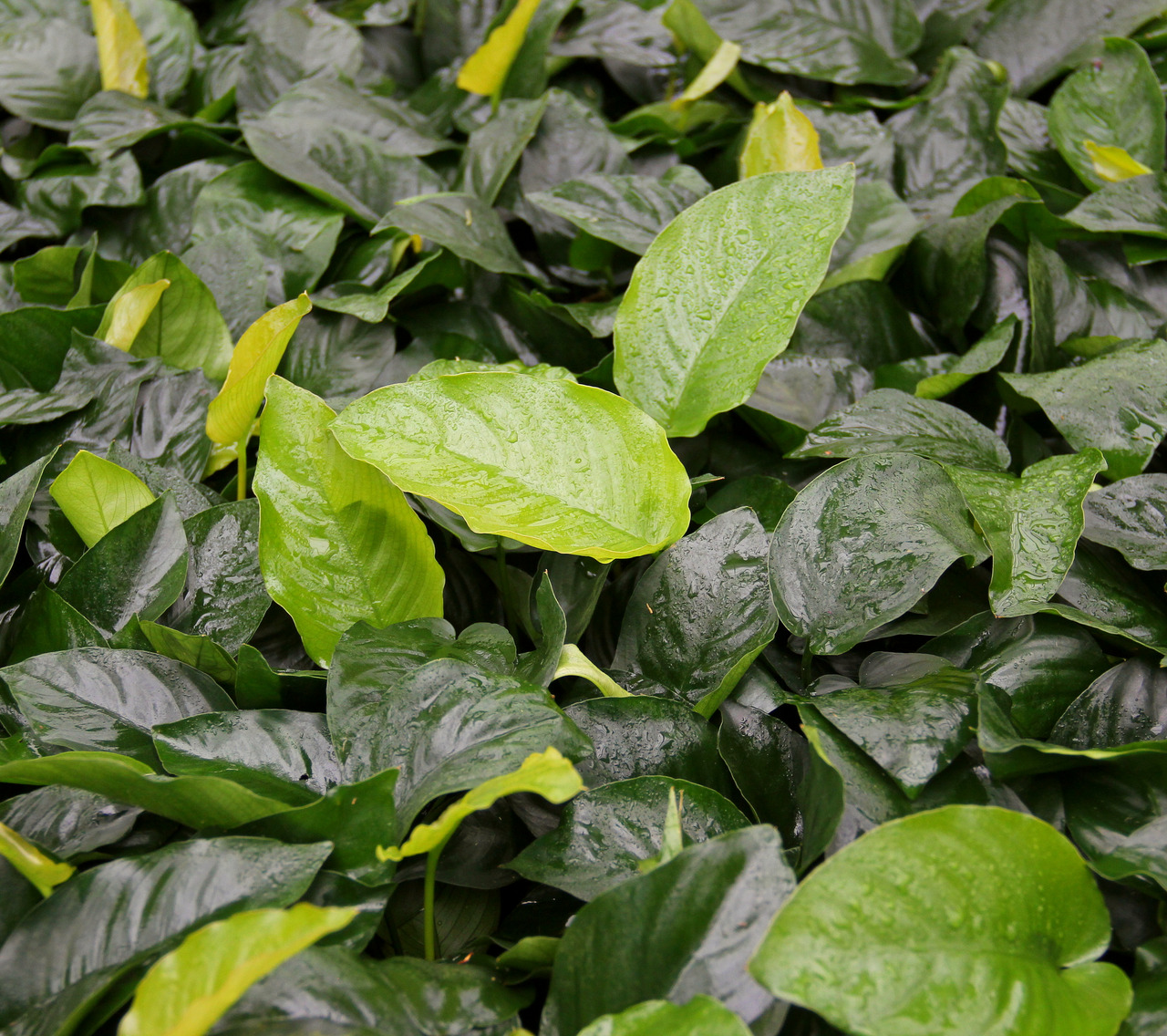 Nahaufnahme von glänzenden, grünen Blättern der Pflanze Spathiphyllum (Einblatt) mit Wassertropfen, die eine feuchte Umgebung zeigen.