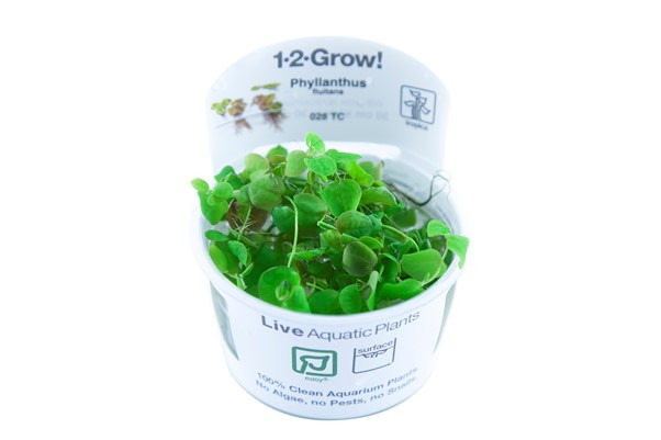 Tropica 1-2-Grow! Phyllanthus fluitans, schwimmende Pflanze, 100 % sauber, ohne Algen/Schädlinge, ideal für Aquarien, in Kunststoffverpackung.