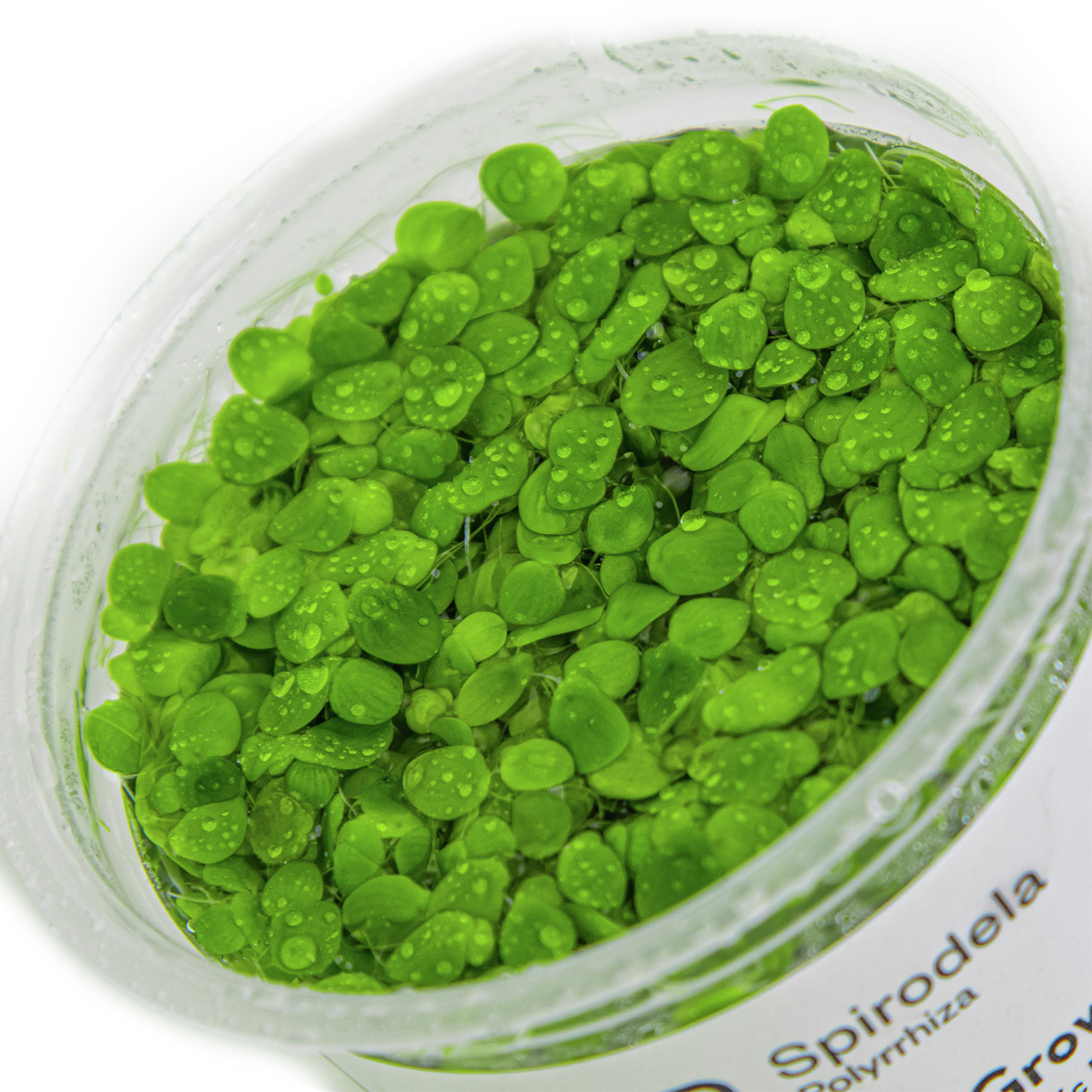 Spirodela polyrrhiza 1-2-GROW