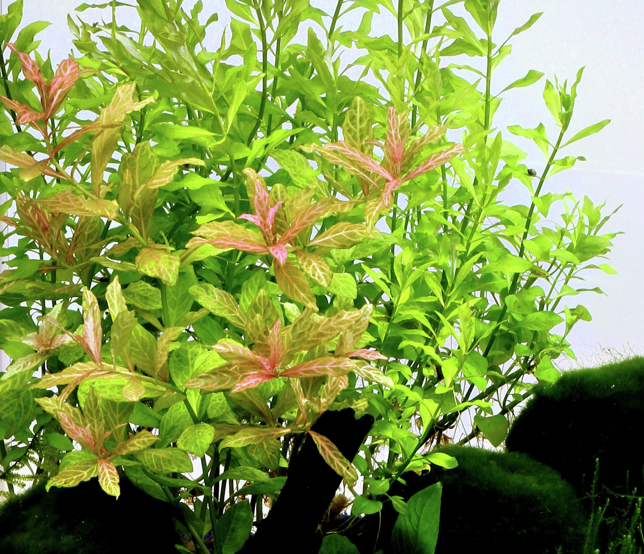 Üppige Wasserpflanze Ludwigia repens mit grünen-rötl. Blättern, ideal fürs Aquarium, beleuchtet, ergänzt durch moosbedeckte Steine.