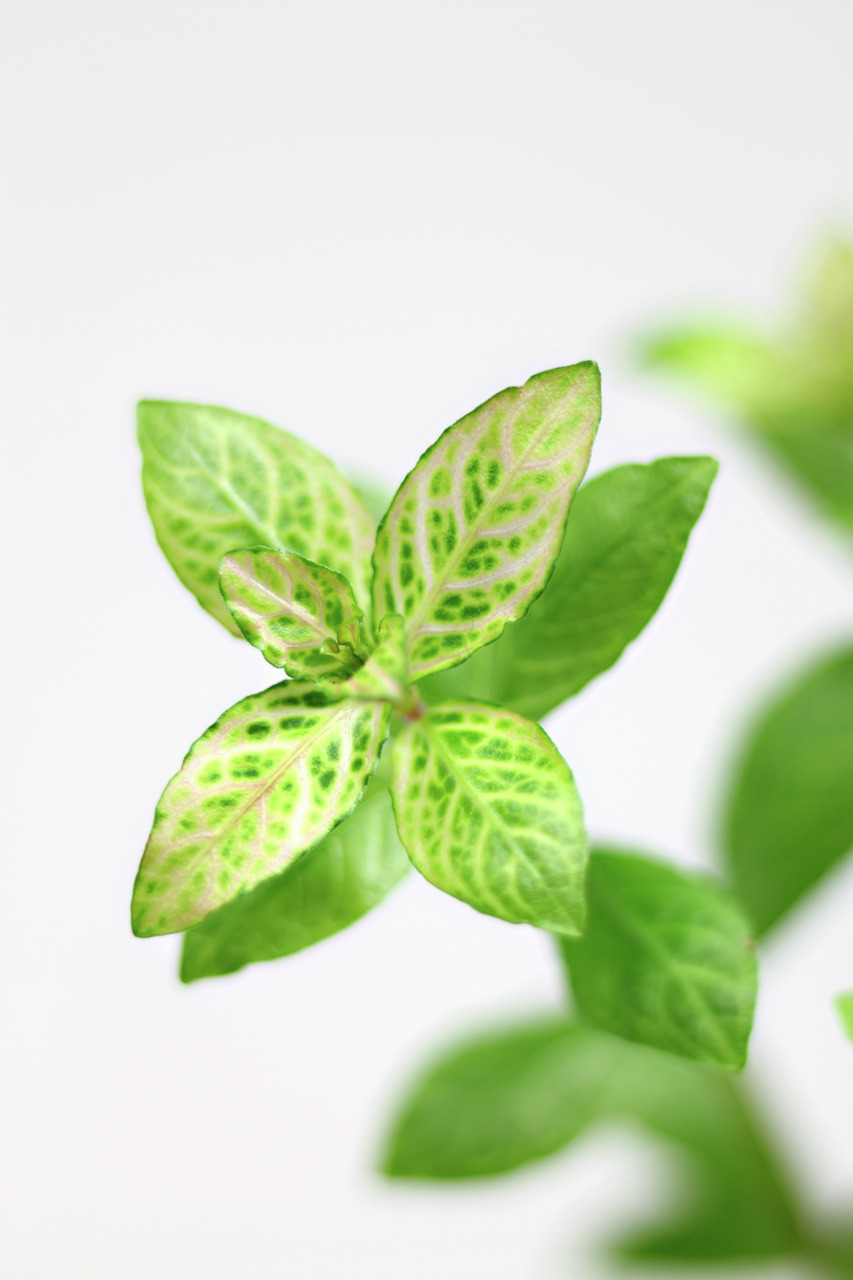 Nahaufnahme frischer Basilikumblätter mit zarter Maserung, lebendig & gesund, ideal für Küche oder Gartenpflege, vor weißem Hintergrund.