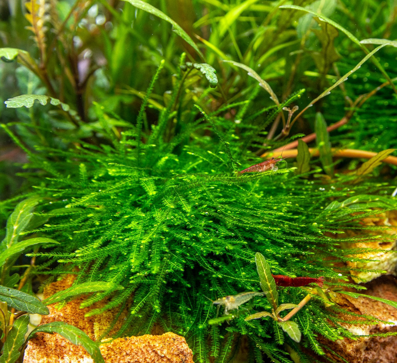 ALOHA Taxiphyllum sp. GIANT C126 Bild 4