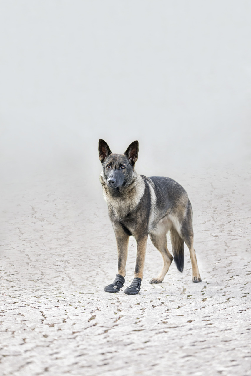 Ein deutscher Schäferhund steht auf einem trockenen, rissigen Boden und trägt schwarze Hundeschuhe. Das Bild zeigt das Produkt "TRIXIE Walker Active Schutzschuhe" für Hunde. Zielgruppe sind Hundehalter, die ihre Tiere vor Verletzungen oder extremen Wetter