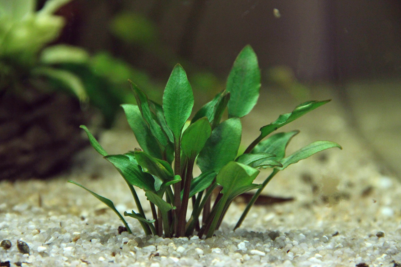 ALOHA Cryptocoryne lutea HOBBIT