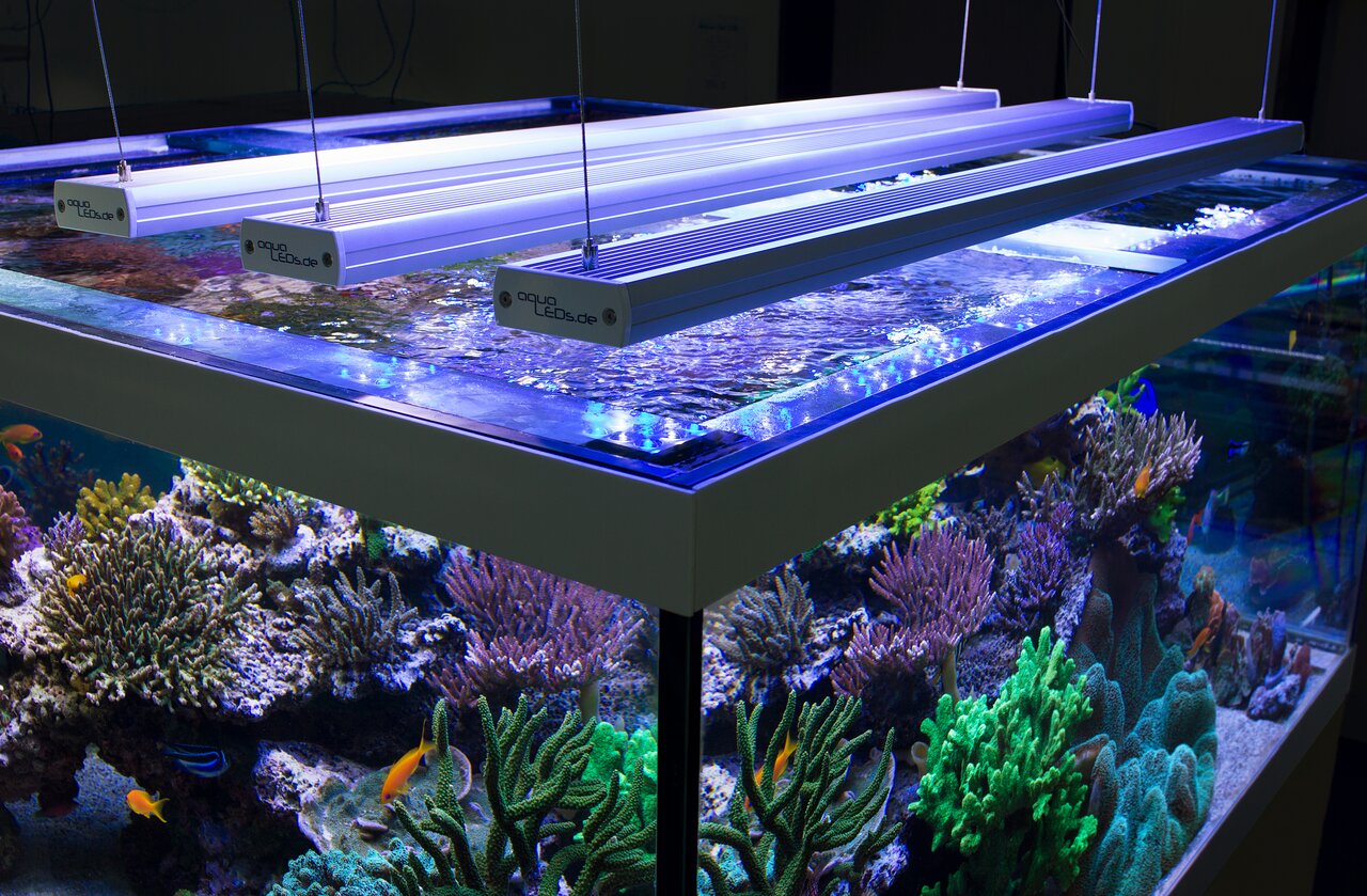 Auf dem Bild ist ein großes Meerwasseraquarium mit lebhaften Korallen und bunten Fischen zu sehen, das von mehreren aquaLEDs-Leuchten beleuchtet wird. Die LED-Lampen sind modern gestaltet und hängen über dem Aquarium, um eine optimale Beleuchtung für das 