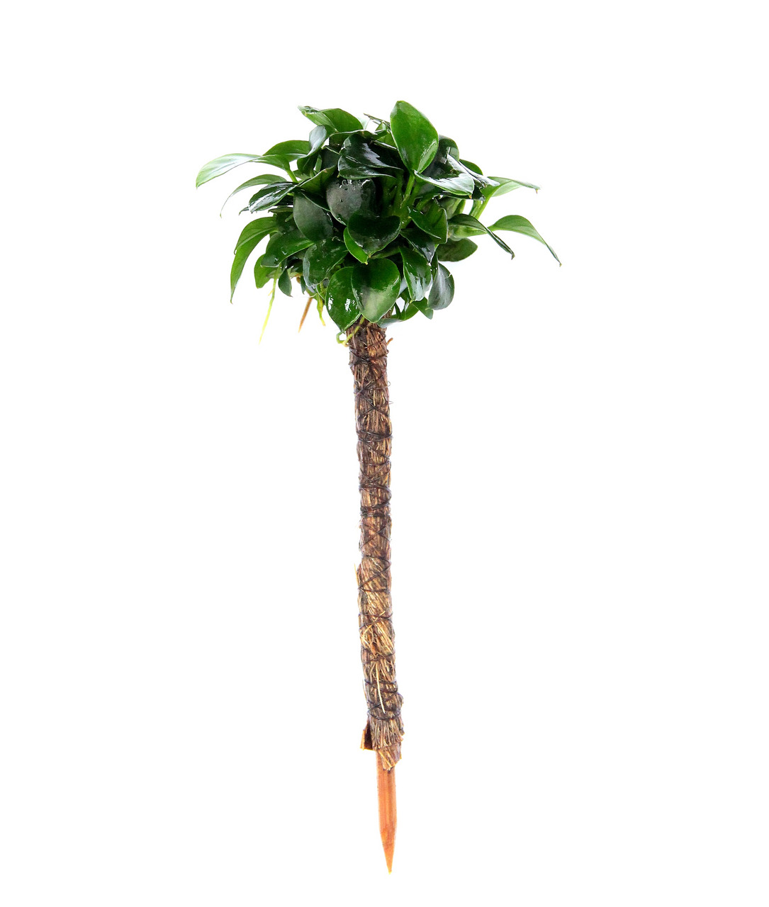 ALOHA Miniatur-Palme, brauner Stamm, grüne Blätter, spitze Basis zum Einstecken in Erde, ideal für tropische Dekorationen.