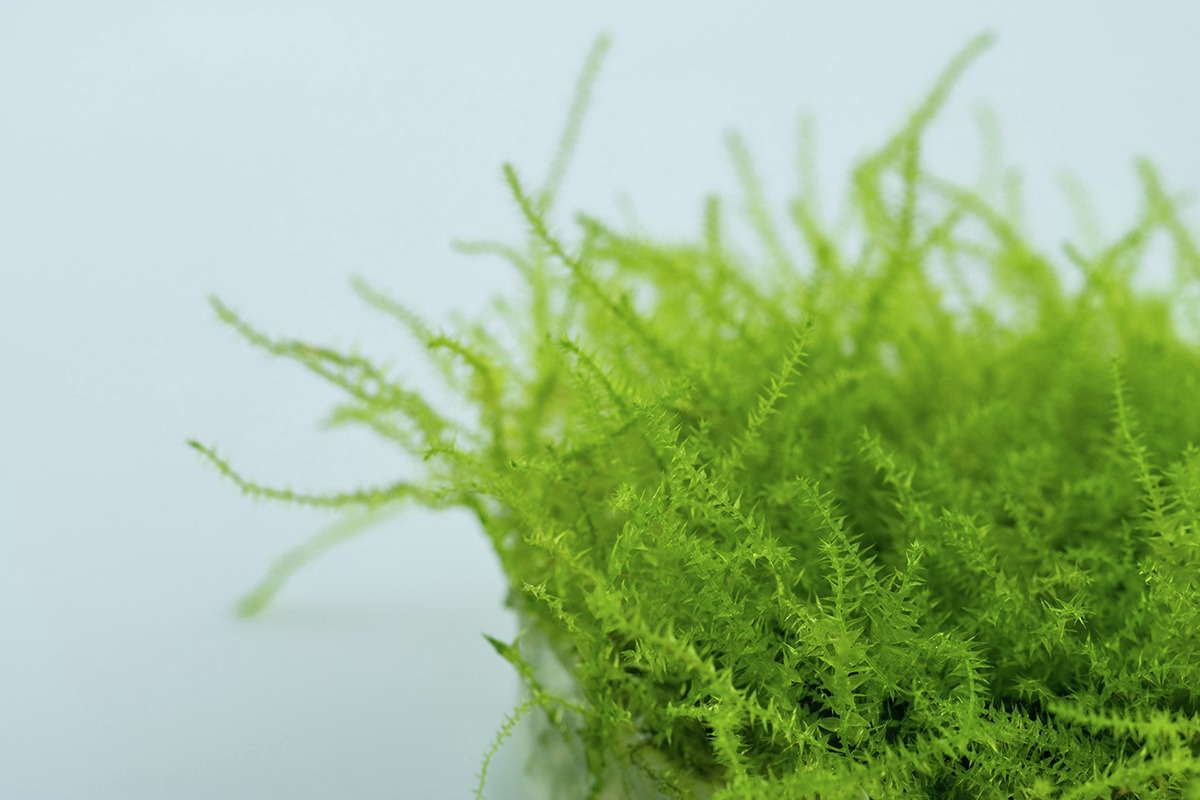 Tropica Taxiphyllum barbieri (Javamoos), leuchtend grüne Aquarienpflanze, ideal für Aquarien, Zielgruppe: Aquarienbesitzer.