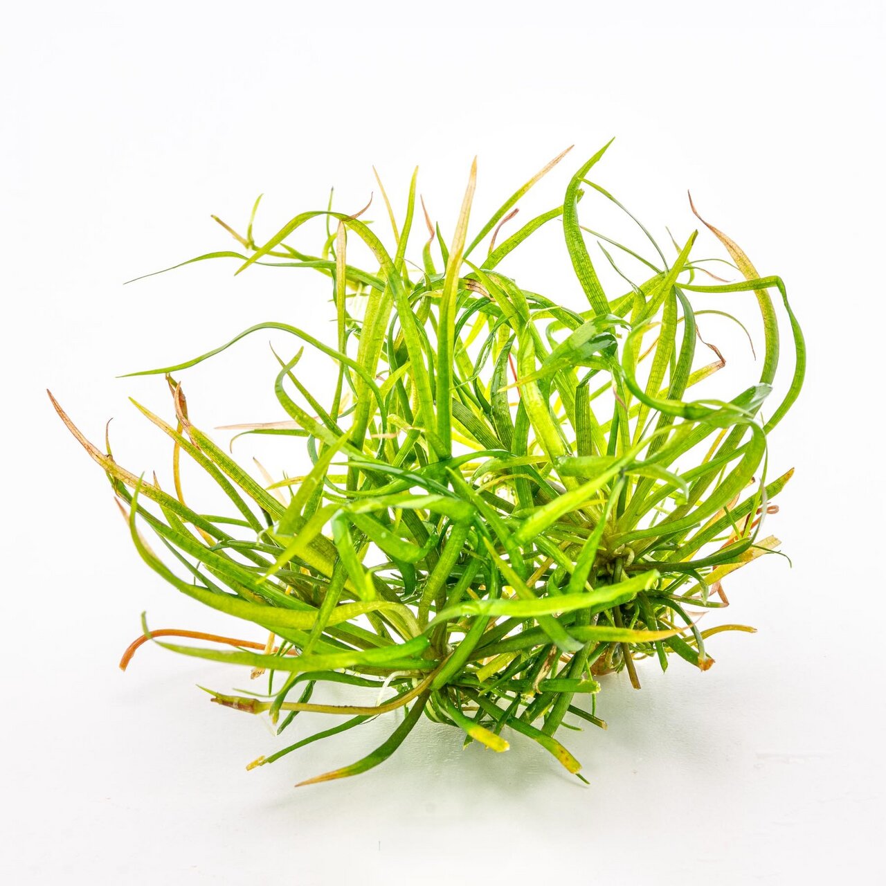 ALOHA Wasserpflanze, ideal für Süßwasseraquarien, dicht gewachsen, schmale lange Blätter, Dekoration & Sauerstofflieferant.