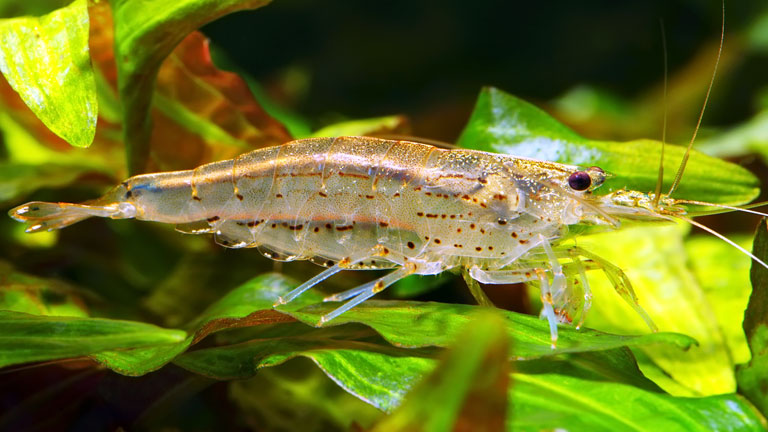 Eine durchsichtige Garnele sitzt auf grünen Wasserpflanzen im Aquarium.