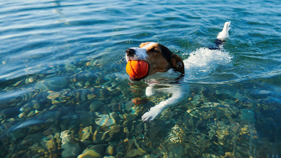 Hund Im Sommer Teaser2 %281%29