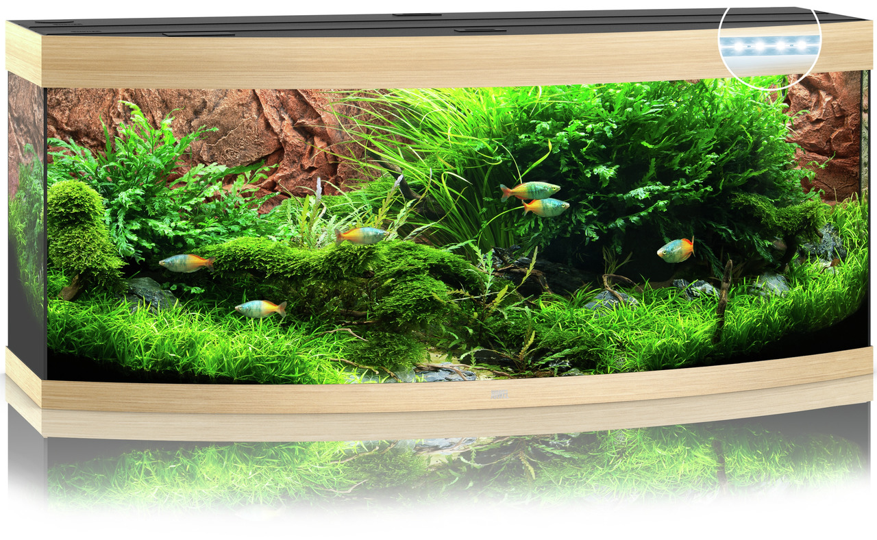 JUWEL Vision 260 LED Aquarium, Holzoptik, gebogene Front, LED-Beleuchtung, ideal für Aquaristik, 260 l, bepflanzt, mit Zierfischen.