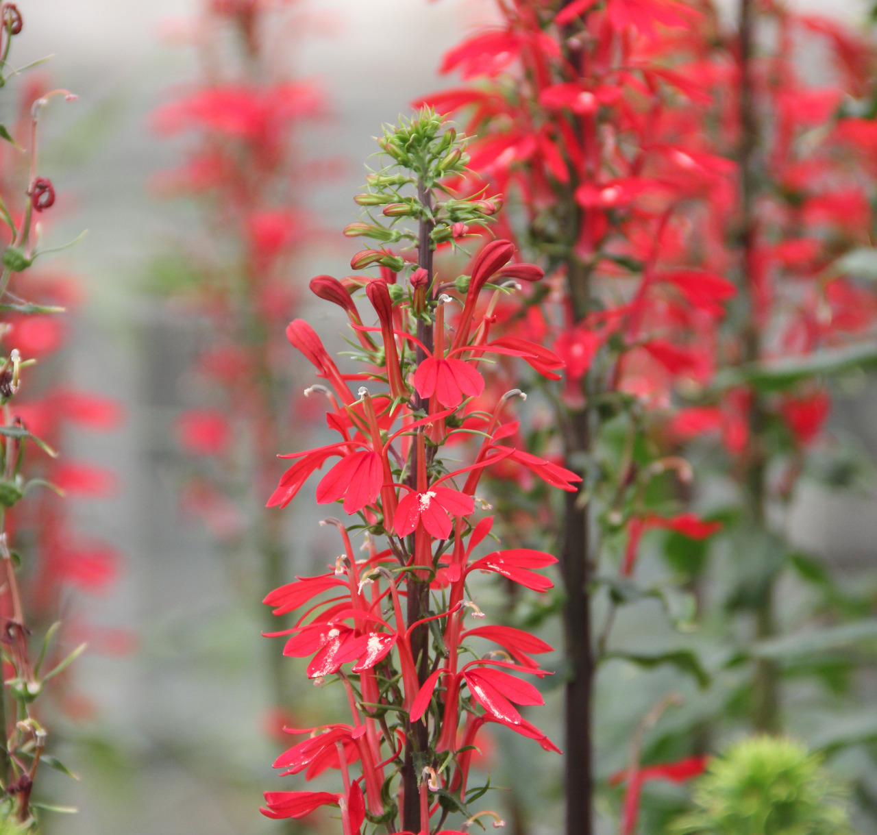 Nahaufnahme von roten Lobelienblüten (Lobelia cardinalis) in voller Blüte, mit schlanken Stängeln und natürlichem Gartenhintergrund.