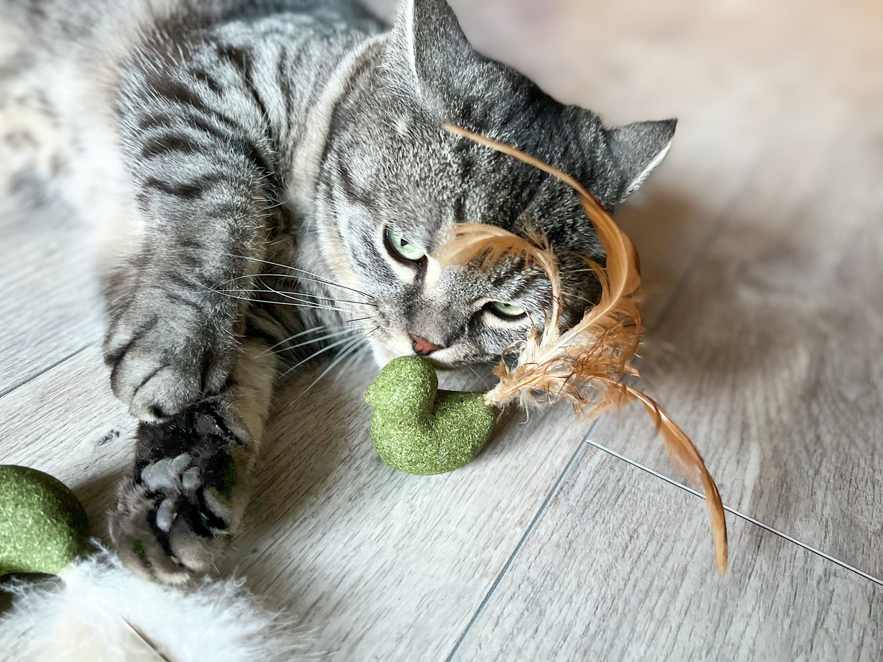 Das Bild zeigt eine grau getigerte Katze, die auf einem Holzboden liegt und mit einem Katzenspielzeug der Marke Aumüller spielt. Das Spielzeug besteht aus grünem Baldrian in Herzform und ist mit Federn verziert. Zielgruppe sind Katzen, die durch den Duft 