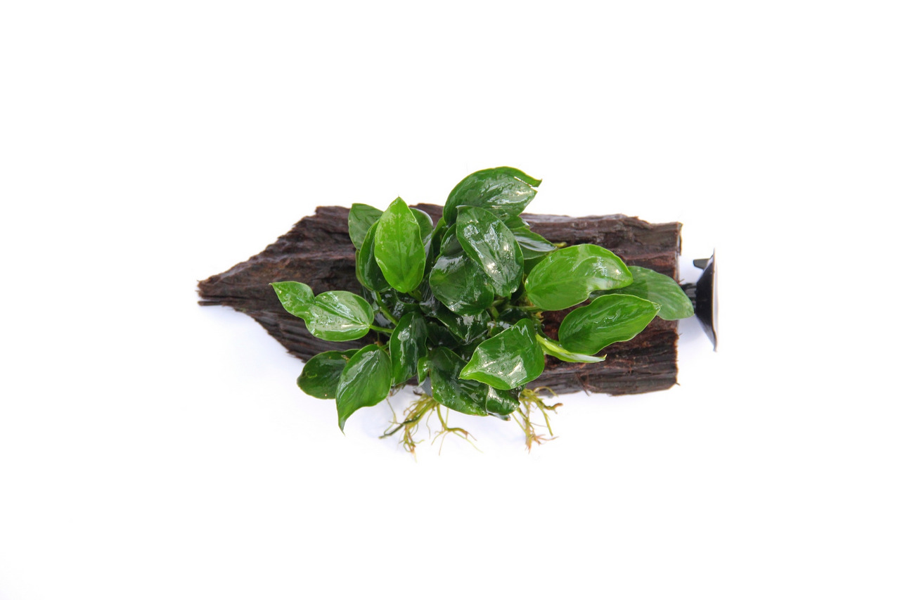 ALOHA künstl. Aquariumpflanze, grüne Blätter, lebensecht & pflegeleicht, für Aquarienbesitzer, Deko & Versteck, mit Saugnapf.