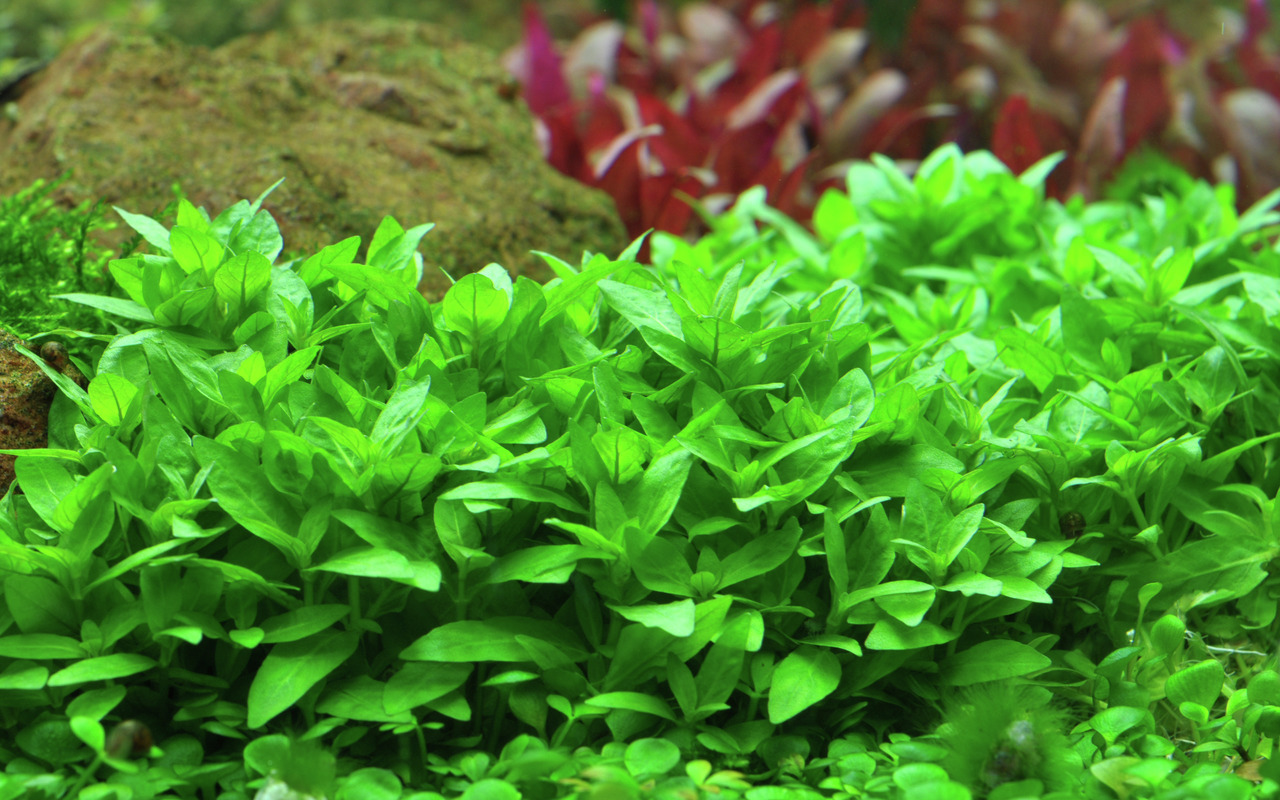 Tropica Micranthemum 'Monte Carlo', für Süßwasseraquarien, Garnelen & kleine Fische, dichter Teppich, 1 Topf.