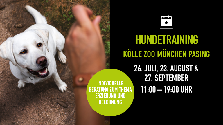 260725 230825 270925 Event Hundetraining Mpasing Mobile