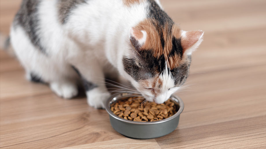 Ausschlussdiaet Katze Teaser %281%29