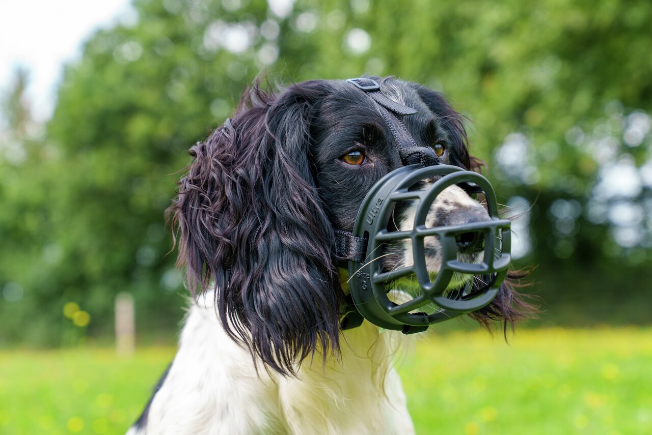 Baskerville Ultra Maulkorb, für Hunde, schwarz-weiß, robust, Komfort+Sicherheit, Hecheln+Trinken mögl., ideal für Training, Spaziergänge.