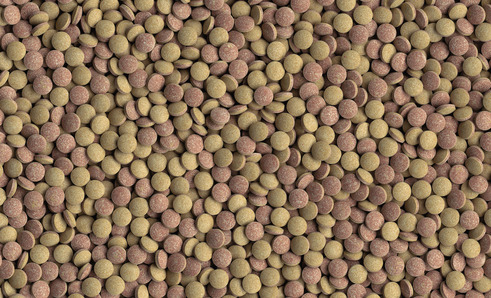 Das Bild zeigt eine Nahaufnahme von Tetra Pleco Tablets, einem Fischfutter für Bodenfische und Welse. Die braunen und grünen Tabletten sind gleichmäßig verteilt und dienen als Hauptfutter. Geeignet für Aquarienfische, fördert es Gesundheit und Vitalität. 