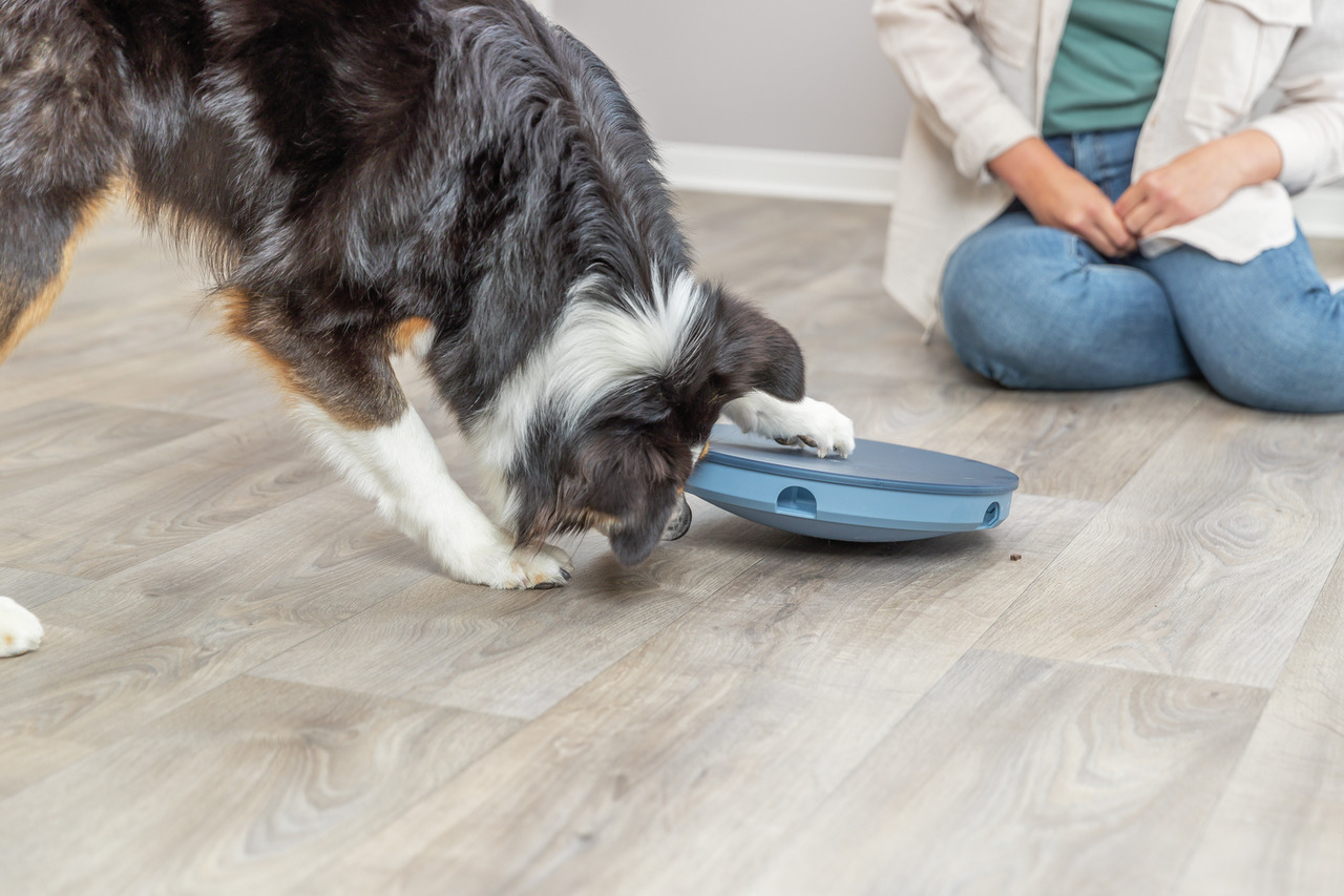 Ein schwarz-weißer Hund spielt mit dem TRIXIE Dog Activity Flip Board, einem interaktiven Intelligenzspielzeug für Hunde. Das runde, blaue Spielzeug ist für Hunde aller Größen geeignet und fördert geistige Beschäftigung. Im Hintergrund sitzt eine Person a