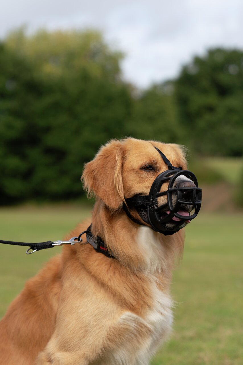 Baskerville Maulkorb, schwarz, für Hunde aller Größen, ideal f. Spaziergänge-Training, sicher & bequem. Zielgr.: Hundehalter.