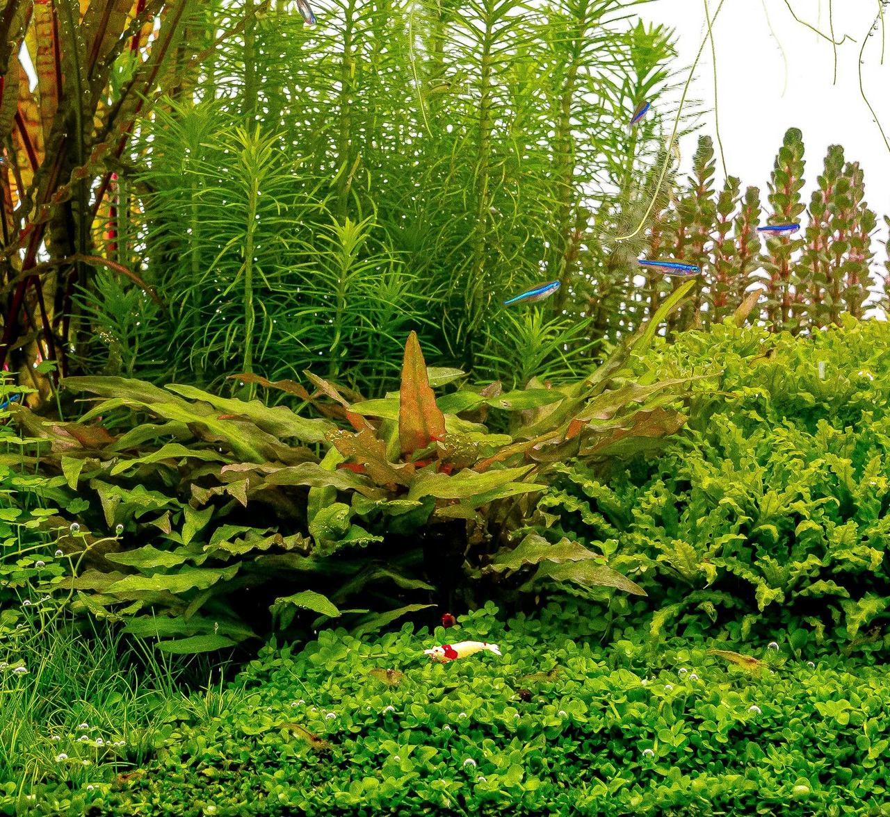 Üppig bepflanztes Aquarium mit Bodendeckern, Vallisnerien, Rotala, Neonfischen & roter Zwerggarnele.