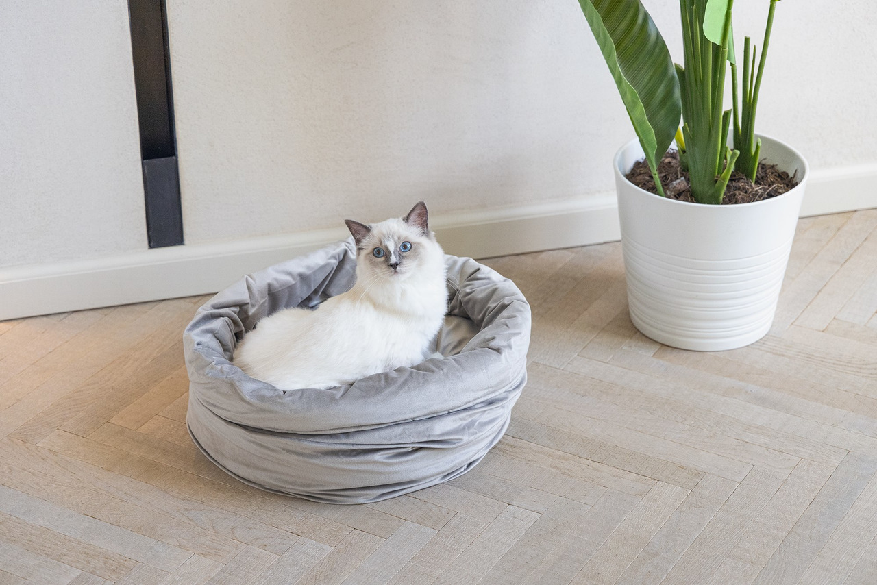 Auf dem Bild ist ein cremefarbener Ragdoll-Kater zu sehen, der entspannt in einem grauen, weichen Katzenbett von der Marke "Designed by Lotte" liegt. Das Bett ist speziell für Katzen konzipiert und bietet hohen Komfort. Im Hintergrund steht eine grüne Zim
