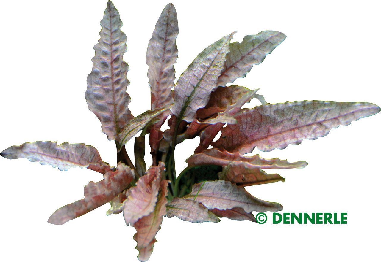 ALOHA Cryptocoryne FLAMINGO