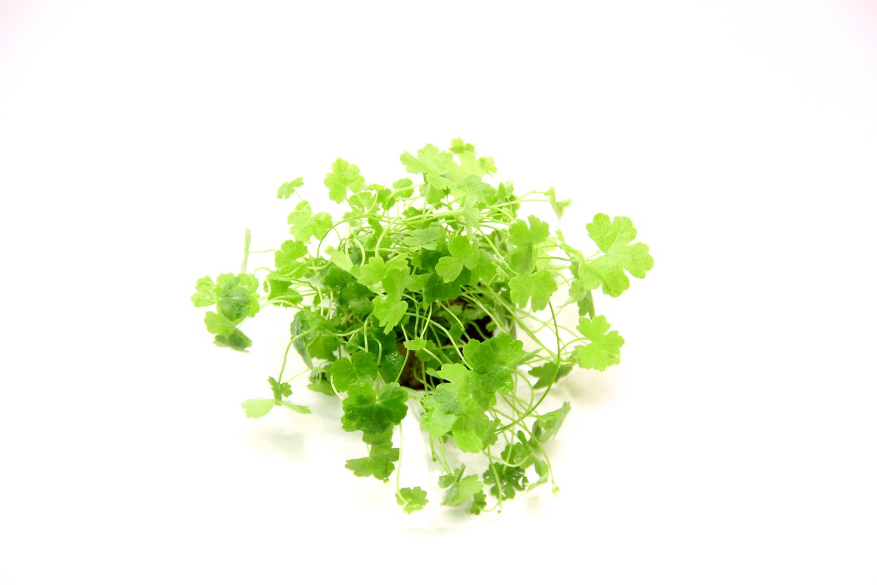 Frische grüne Pflanze mit runden Blättern im kleinen Topf, ideal für Innenbereich/Deko, auf weißem Hintergrund, gesund & leuchtend.