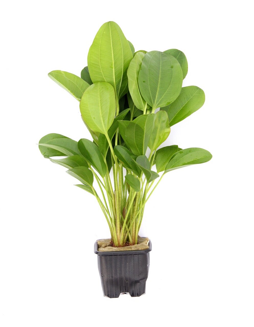 Grüne Zimmerpflanze ALOHA im schwarzen Kunststofftopf, große ovale Blätter, gesund, mit Erde u. Schutzmaterial.