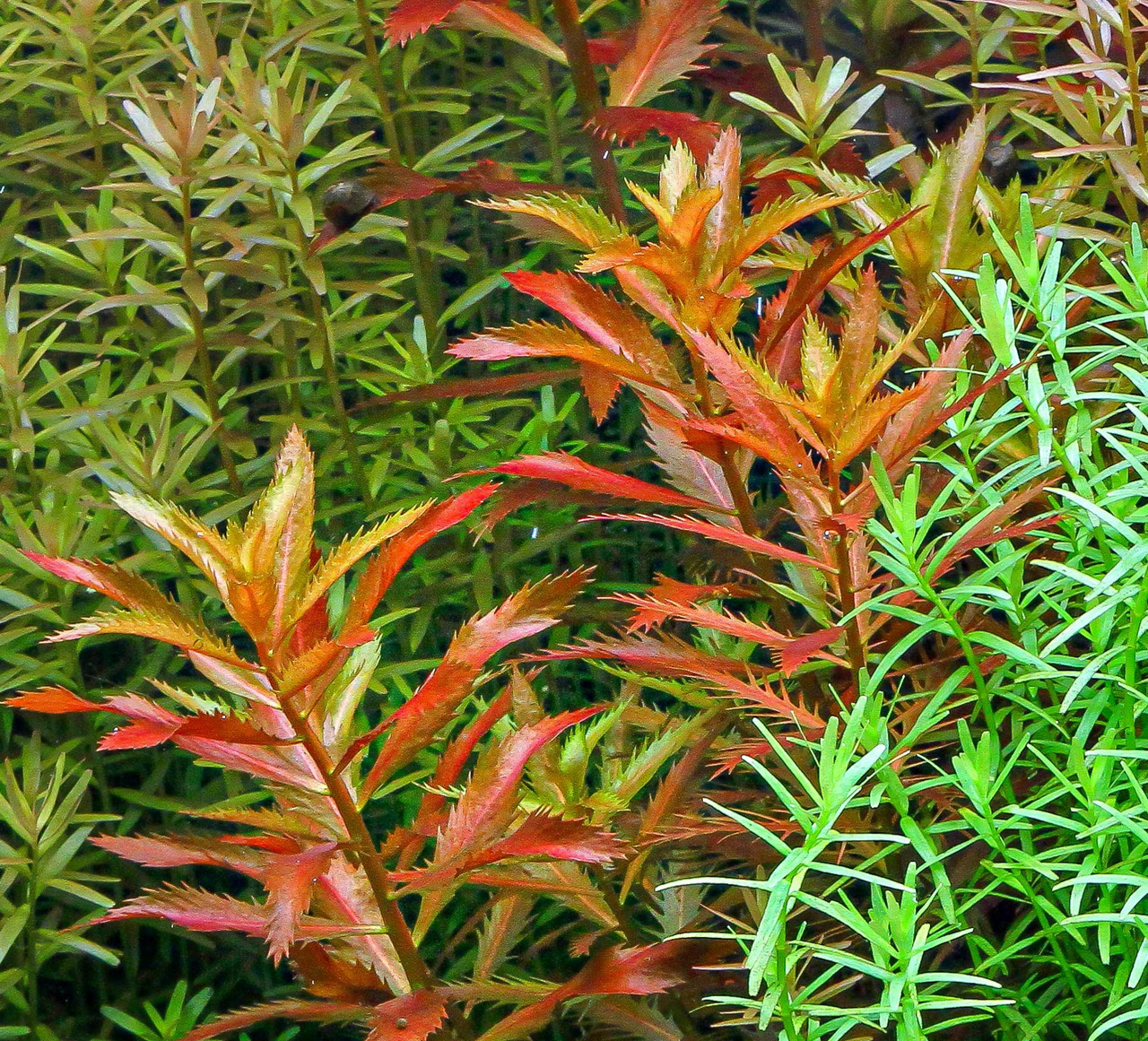 ALOHA Wasserpflanze, für Aquarien, rote/grüne Blätter, schafft lebendige Unterwasserlandschaft, ideal für Fische, Aquarien