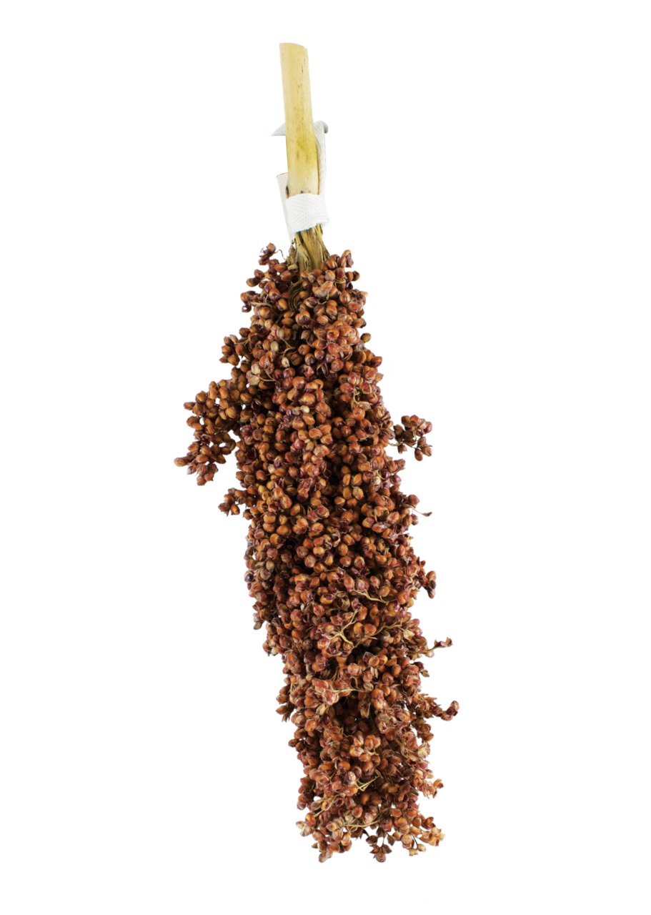 JR FARM rote Hirse, Ergänzungsfutter f. Ziervögel (Wellensittiche, Kanarien, Papageien), naturbelassen, nährstoffreich, 100 g.