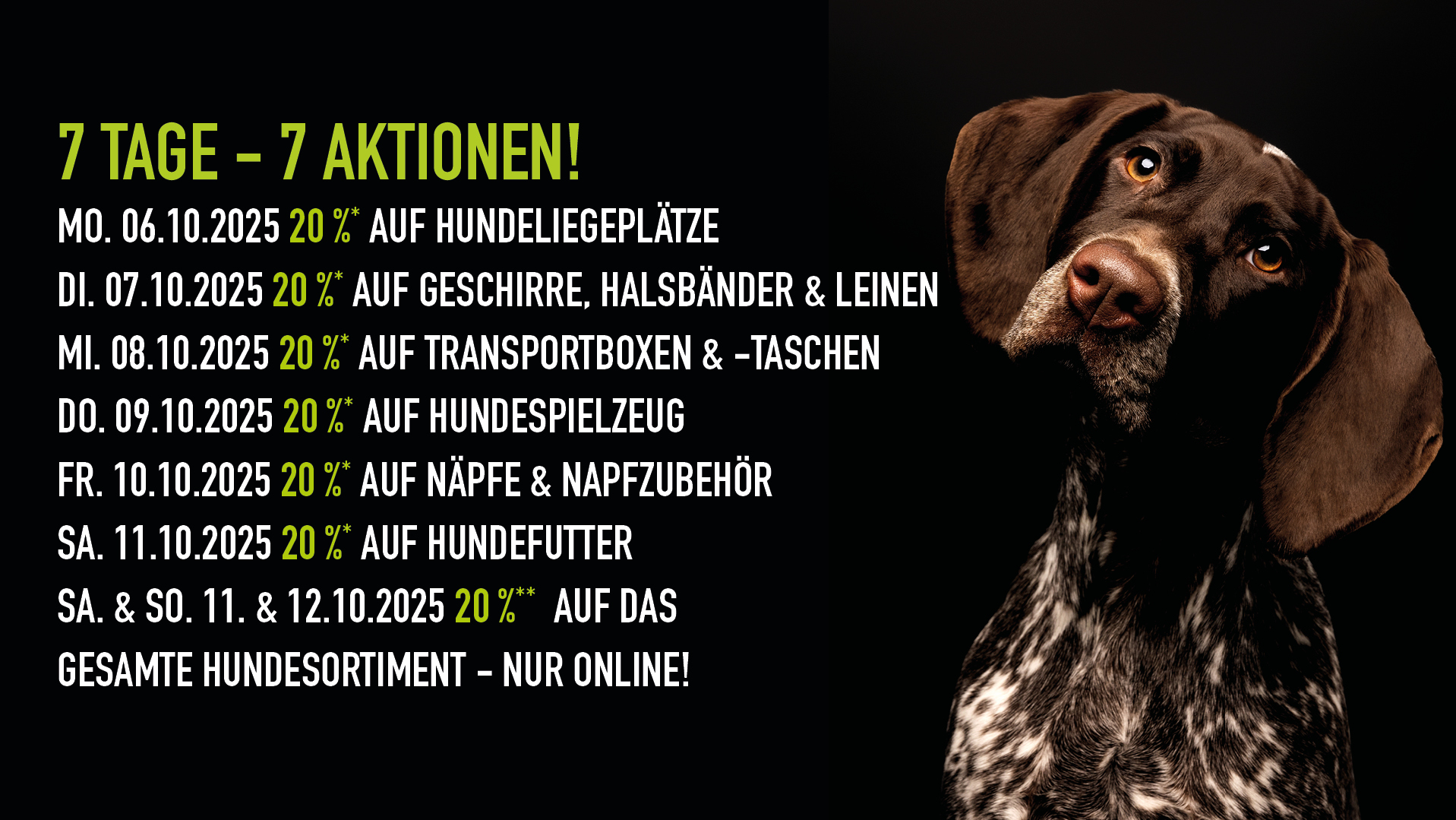 Jagdhund auf schwarzem HIntergrund, Aktionen zur Welthundewoche
