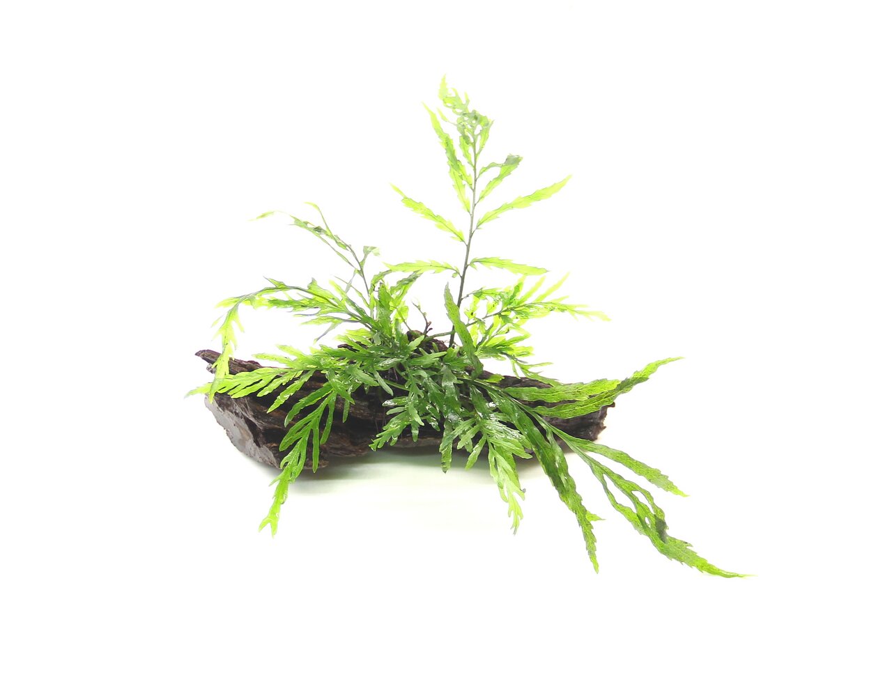 ALOHA künstl. Aquariumpflanze, leuchtend grün, auf Holz, für alle Aquarienarten, ideal zur Gestaltung, bietet Fischen Verstecke.