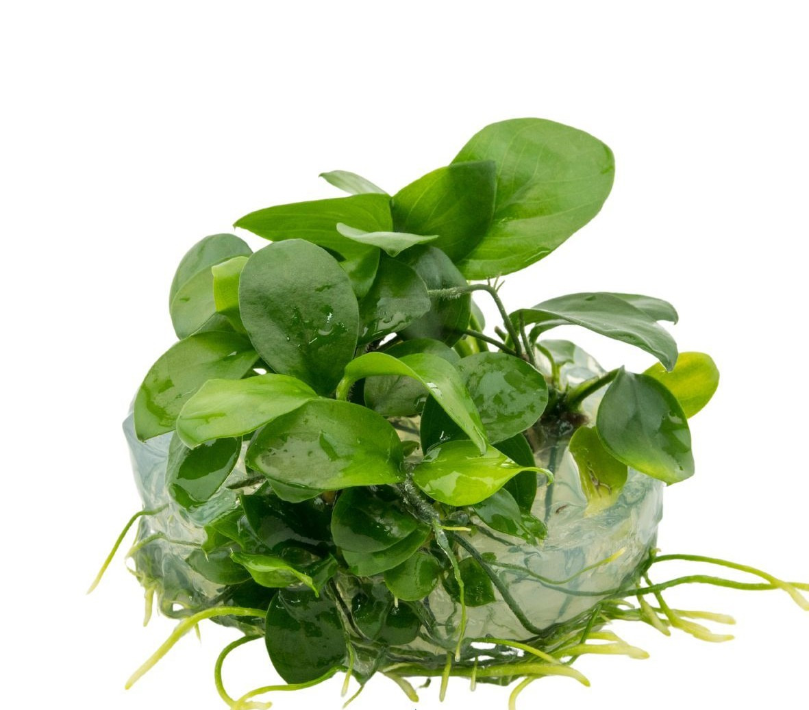 Anubias barteri var. nana, Wasserpflanze für Süßwasseraquarien, pflegeleicht, langsam wachsend, im transparenten Topf mit Gelmedium.