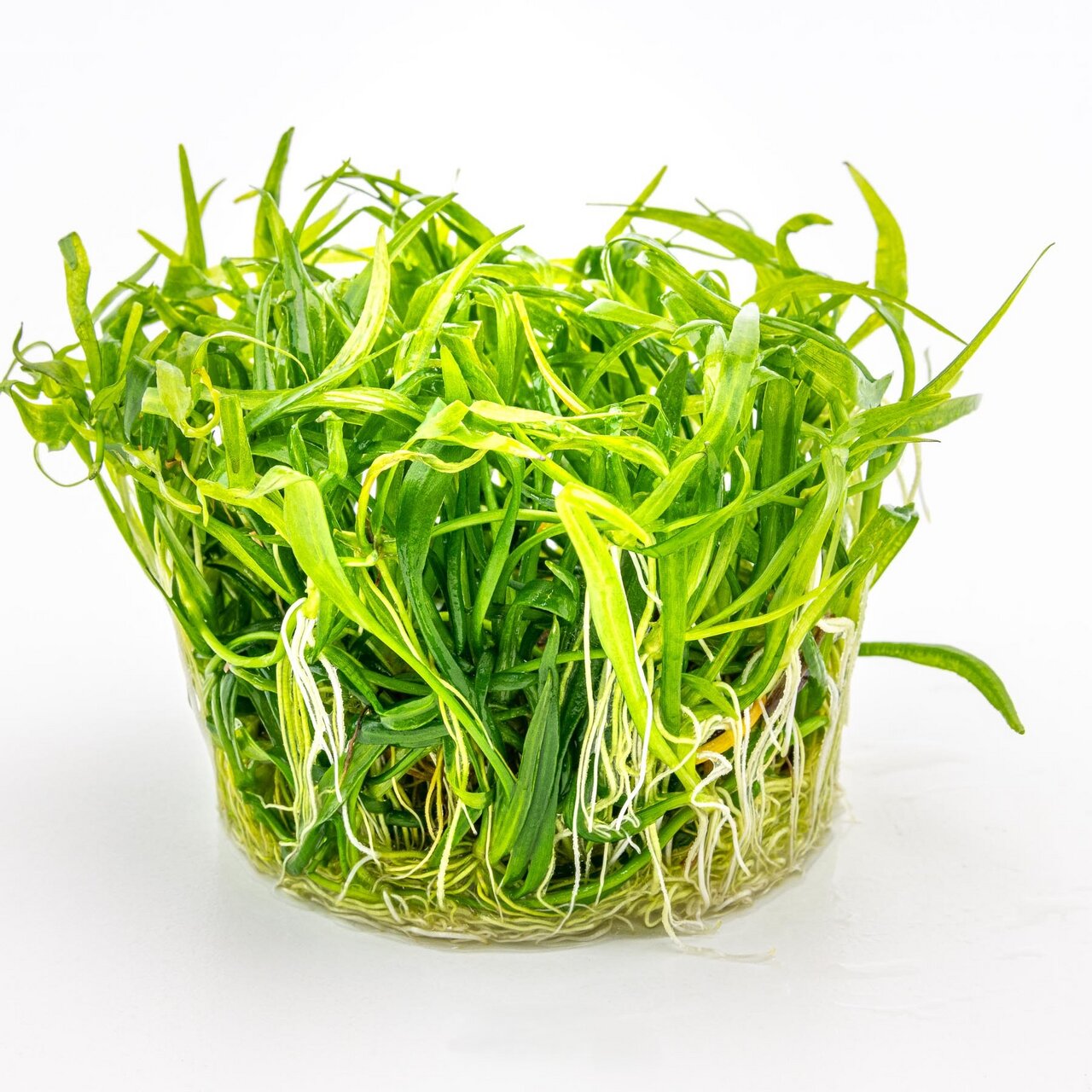 ALOHA Katzengras, Nahrungsergänzung f. Katzen, saftig grün, lange Halme, Verdauungsförderung, Wohlbefinden, im transparenten Behälter.