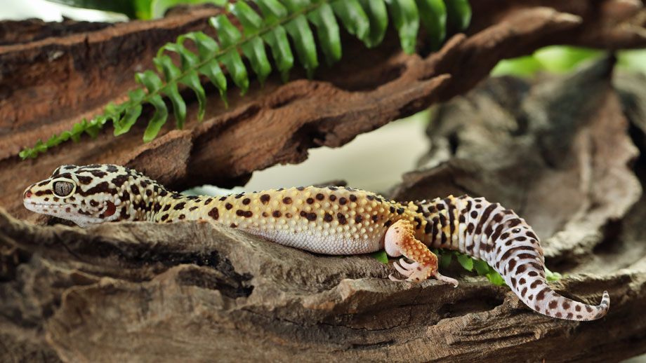 Leopardgecko ruht auf einem Ast