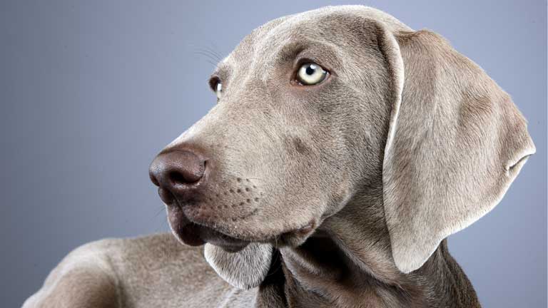 Nahaufnahme eines Weimaraners mit hellem Hintergrund.
