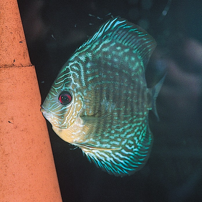 JBL Diskusbuntbarsch-Futter, für Zierfische, unterstützt Farbenpracht, 250g.