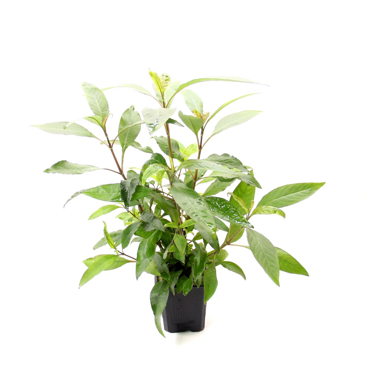 Grüne Pflanze im schwarzen Kunststofftopf, längliche glänzende Blätter, gesund & frisch, weiße Hintergrundbetonung.