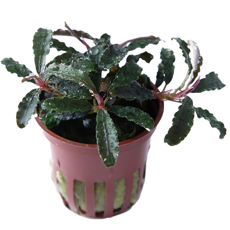 Tropica Wasserpflanze im Topf, ideal f. Aquarien, nat. Deko, frisch u. mit Wassertropfen, EAN: 5703249139207.