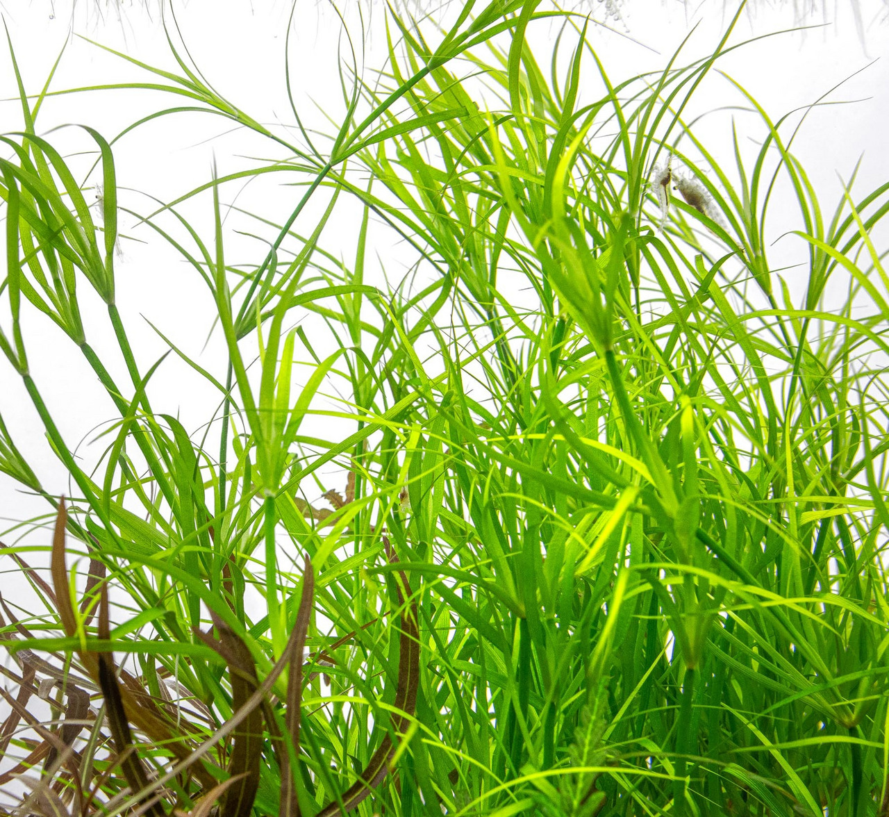 ALOHA Wasserpflanze, für Aquarien, üppig & grün, feine lange Blätter, Versteckmglk. für Fische/Garnelen, ideal für Süßwasser.