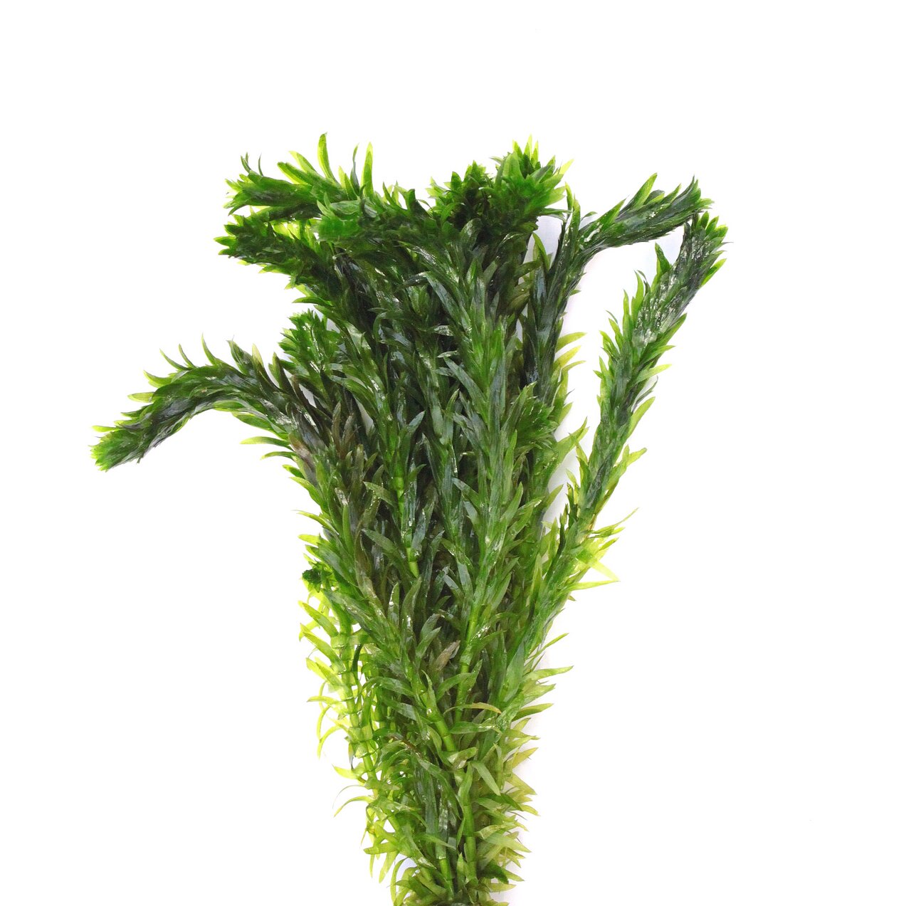 Das Bild zeigt eine grüne Wasserpflanze der Marke ALOHA, die speziell für Aquarien geeignet ist. Die Pflanze ist dicht gewachsen, hat leuchtend grüne Blätter und eignet sich ideal als Dekoration sowie Versteckmöglichkeit für Fische. Perfekt für Süßwassera