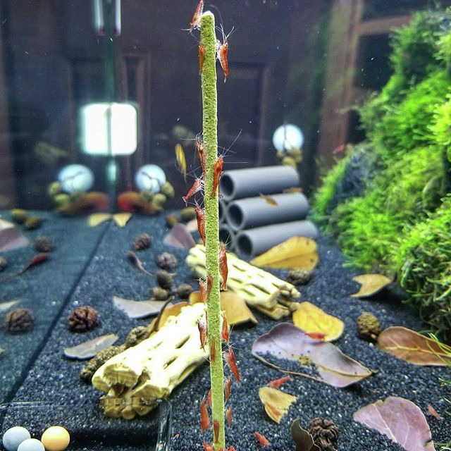 CeramicNature Futterstick für Garnelen & Wirbellose, natürliche Nahrung, umgeben von roten Garnelen, ideal für Aquarien, 1 Stick.