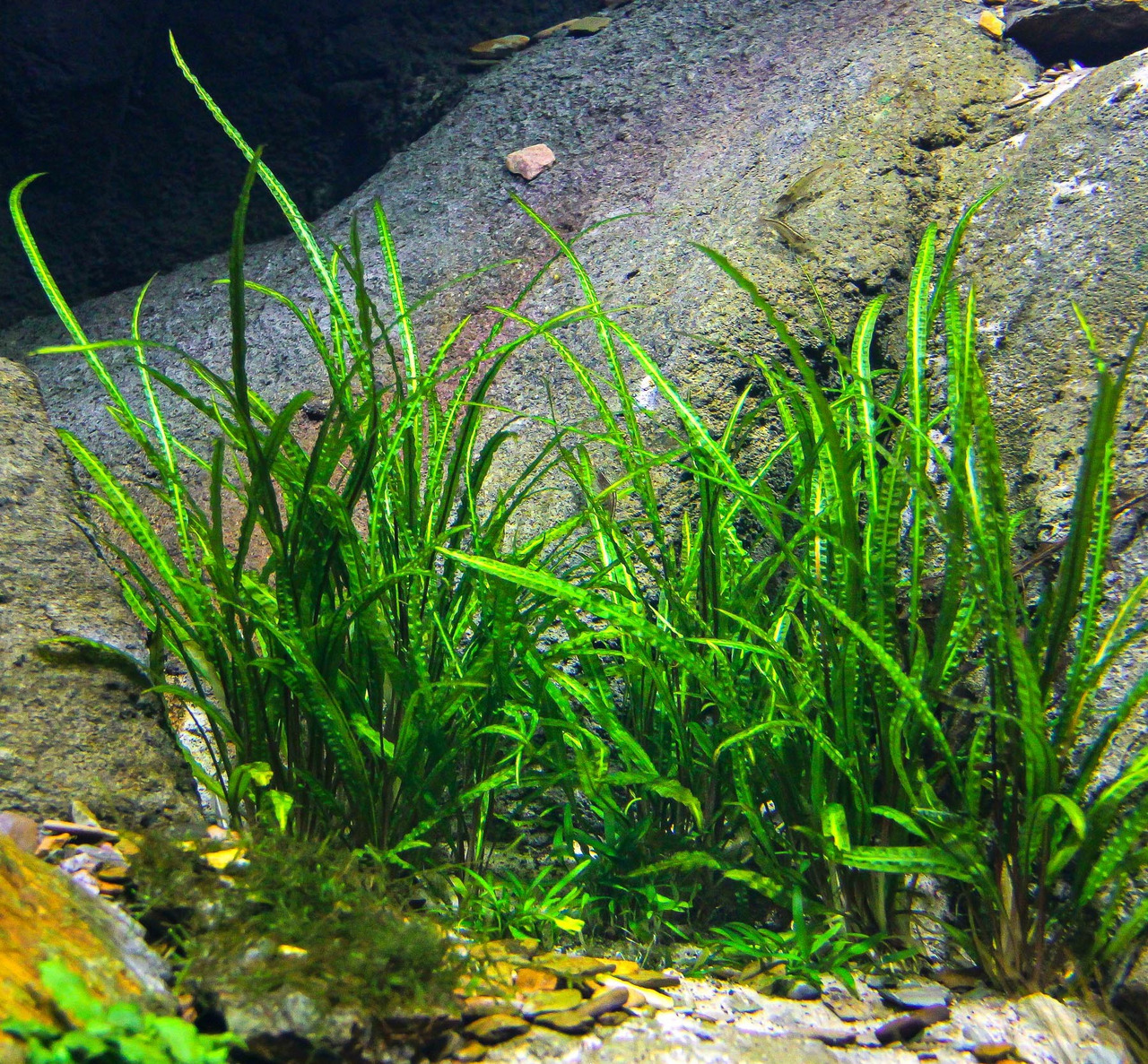 ALOHA Cryptocoryne crispatula Cup C105