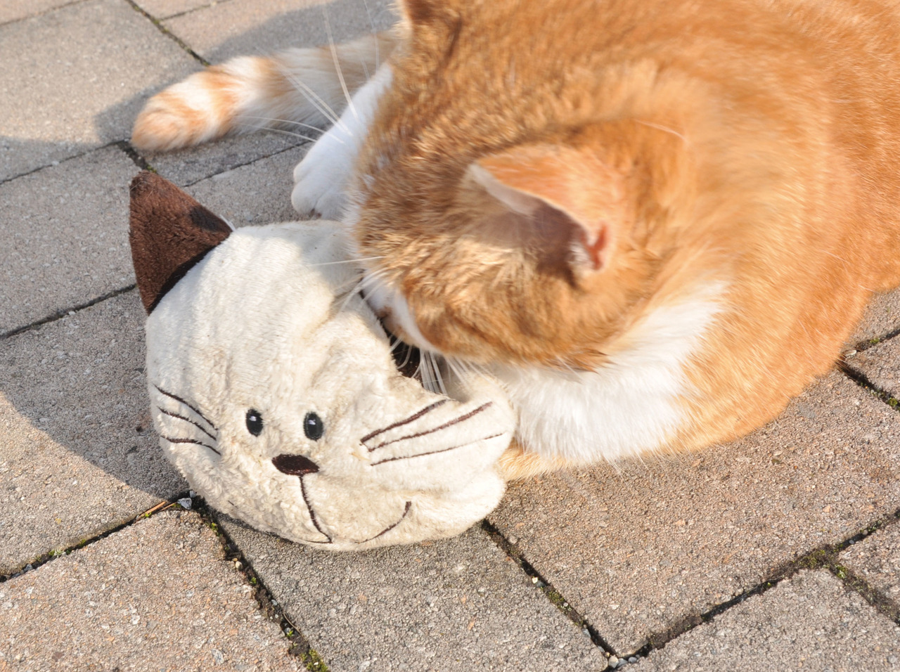 Aumüller Katzenspielzeug, Kissen in Katzenkopfform, mit Baldrian, für Hauskatzen, animiert zum Spielen.