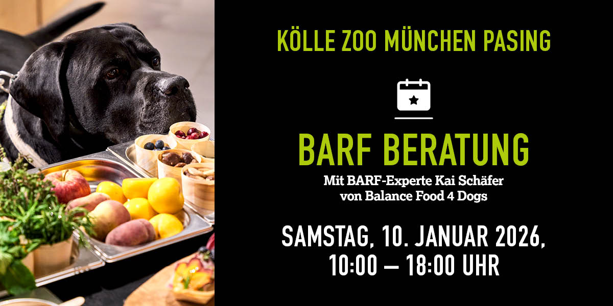 Schwarzer Hund schnuppert an BARF-Probierhäppchen bei Beratungsevent.