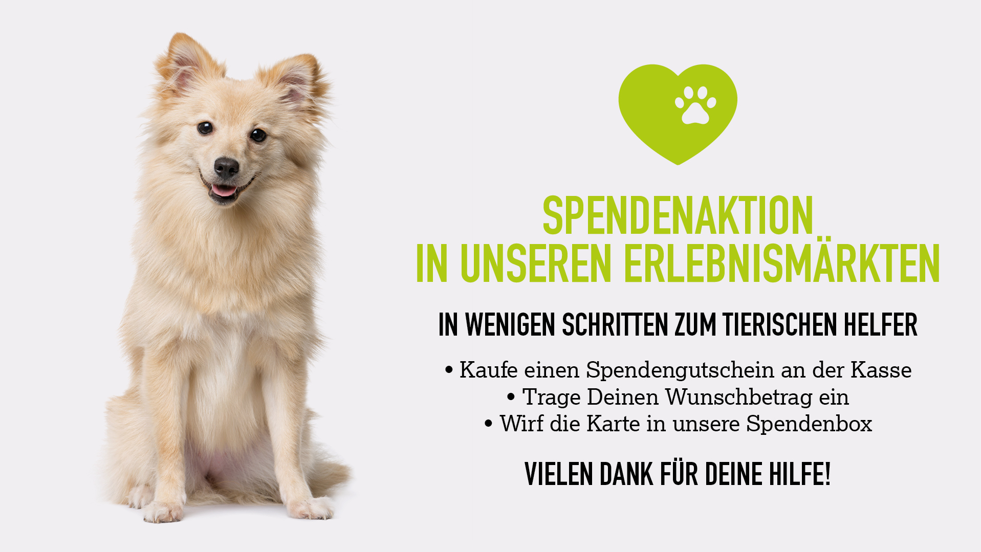 Hund auf hellem Hintergrund Spendenaktion Stationär